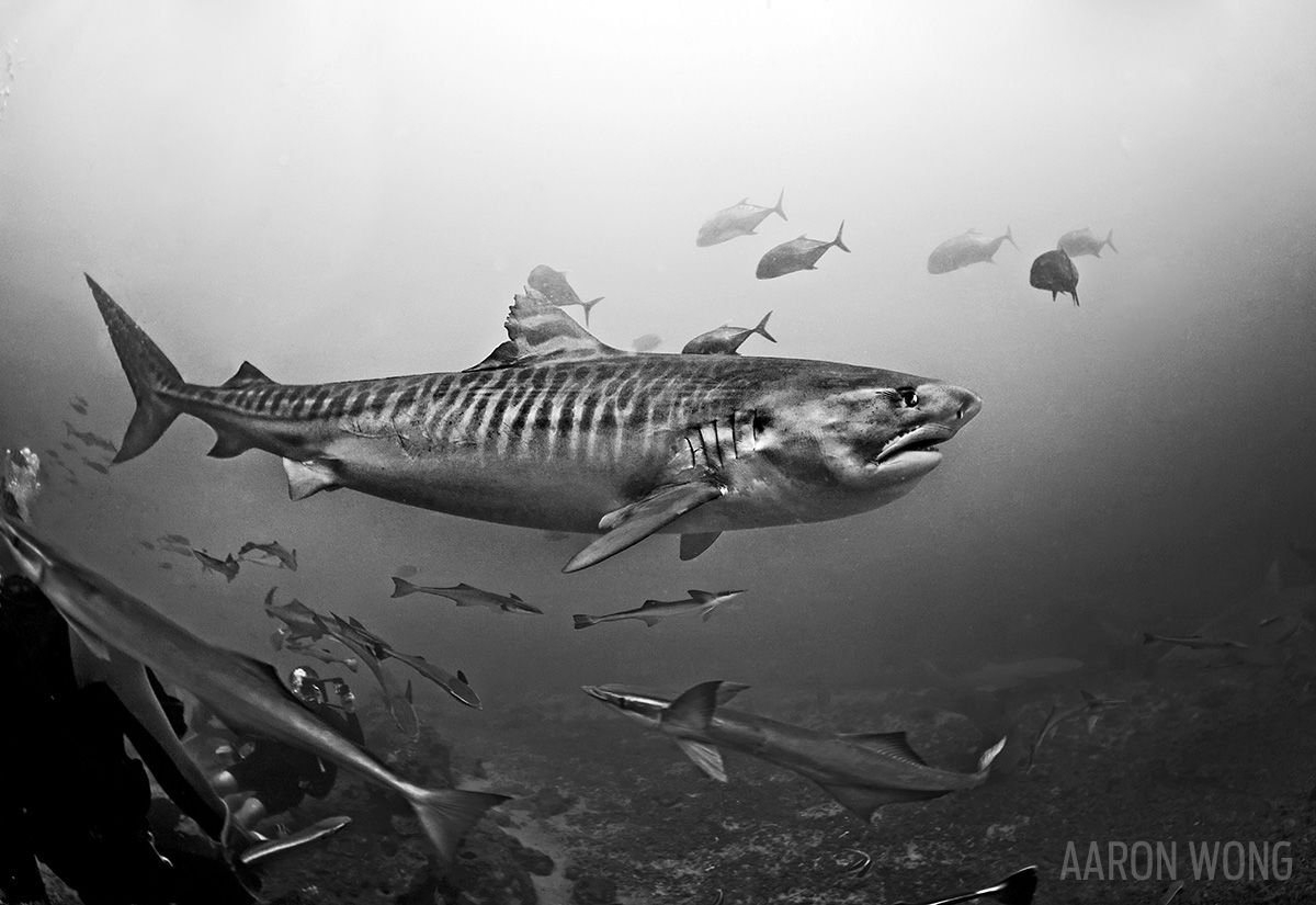 scubadivingmag's tweet photo. What lurks in the mind of a 13-foot tiger #shark? https://t.co/zyibl2AJHG #ScubaDiving #BeqaLagoon #Fiji https://t.co/2SL7R0v0aP