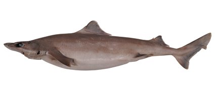 Harrisson's Dogfish, Centrophorus harrissoni, is an endangered #deepsea #shark. #EndangeredSpeciesDay
Photo <a href="/FishesAustralia/">Fishes of Australia</a>