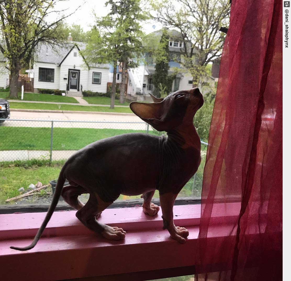 IngloriousCats's tweet photo. I want that little kitten in the window 🗾 #houdinishaisphynx #alwaysintosomething #houdini 🐾 #hairlesscat #sphynxcat #catoftheday https://t.co/t3YXVS0Zfw