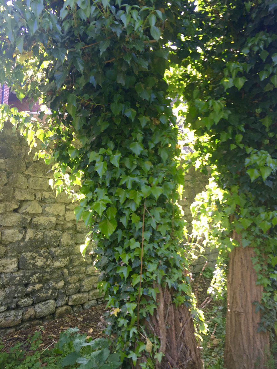 FangGhoulU's tweet photo. After days of cloudy skies and rain, the sun has broken through along the canal towpath in North #Oxford ! #randomactsofbeauty https://t.co/aYamAC82TI