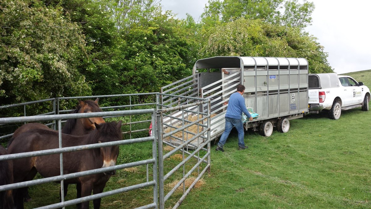 KyleJennings24's tweet photo. Moving our feisty Exmoor Ponies to Levin Down today. #Ledermantrainee  @SussexWildlife @SussexGrazing https://t.co/27WgrtxM1v