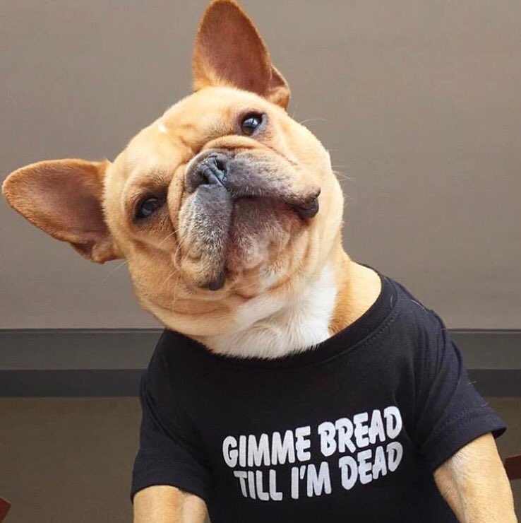 Ditshick's tweet photo. @cozy_lariat Frenchie #Breadclub https://t.co/tISAc0rYlo
