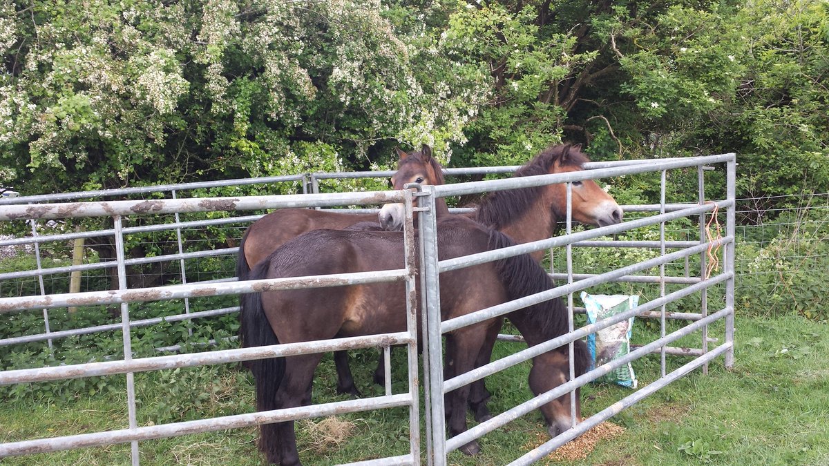KyleJennings24's tweet photo. Moving our feisty Exmoor Ponies to Levin Down today. #Ledermantrainee  @SussexWildlife @SussexGrazing https://t.co/27WgrtxM1v