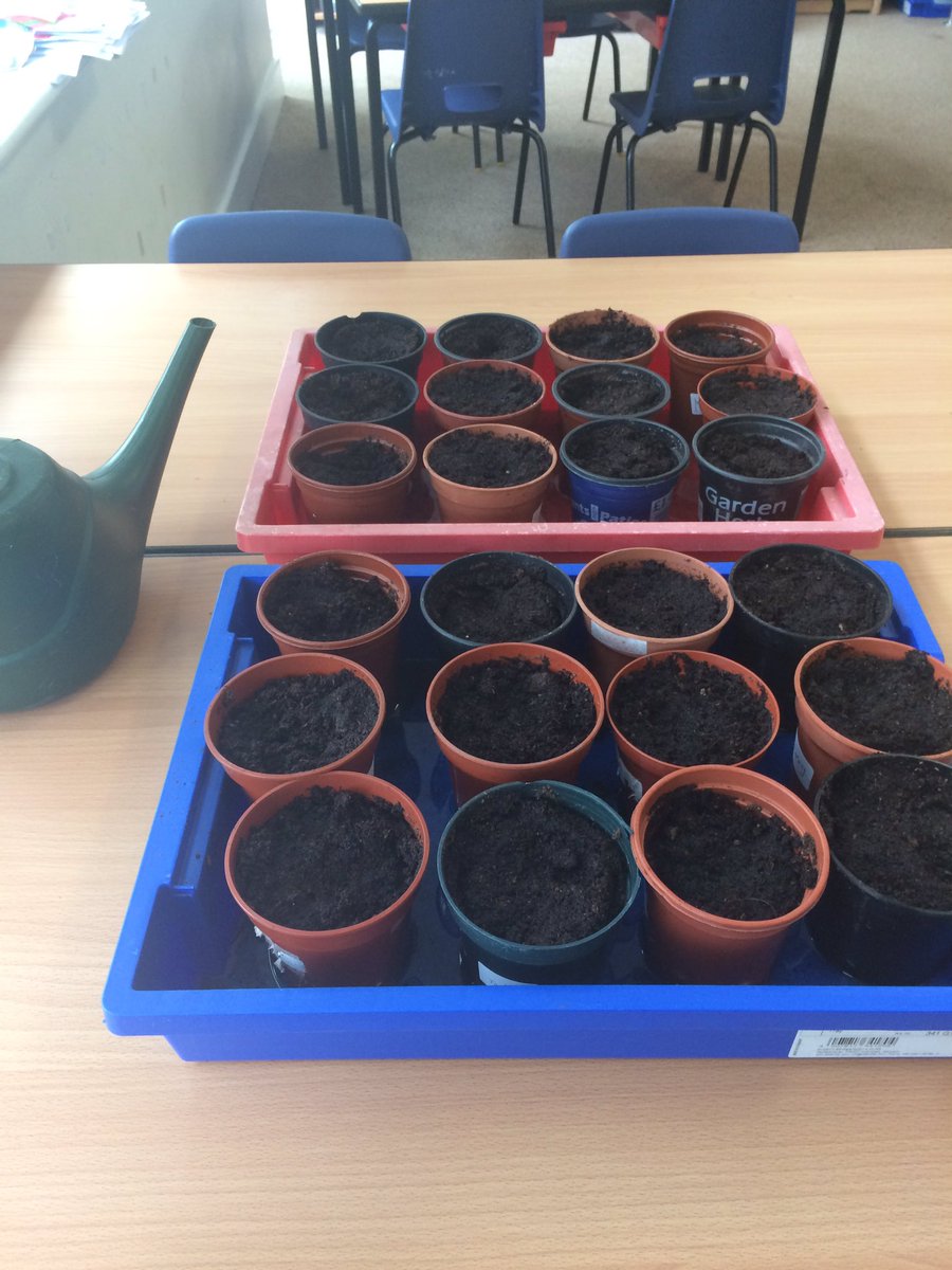 lillingtonschy3's tweet photo. Please bring us some sunshine next week! #year3 #growingmaize https://t.co/nAXm0E6Lz6