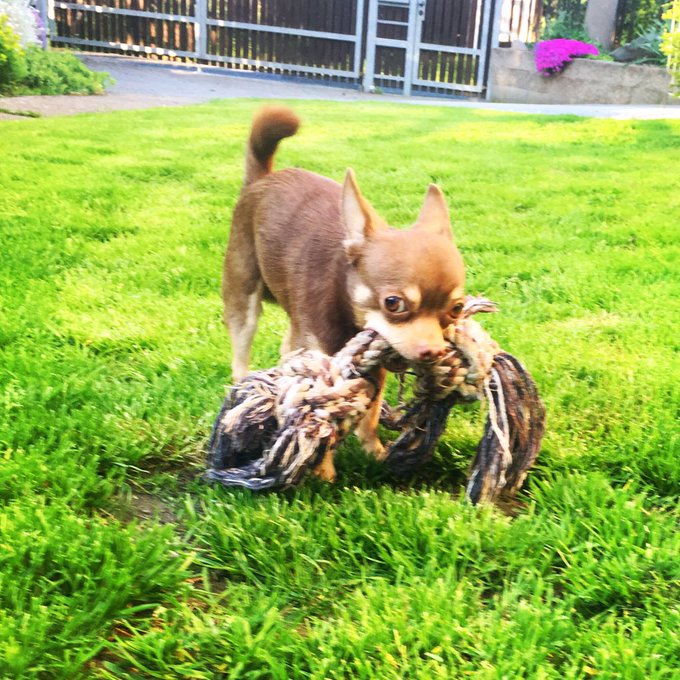My Vincent likes big toys, so much like his mama 😂🍆🤷🏼&zwj;♀️ https://t.co/6zqNVOBtGN<a href="/tag/novaprofilovka"class="tags"><span>#novaprofilovka</span></a>
