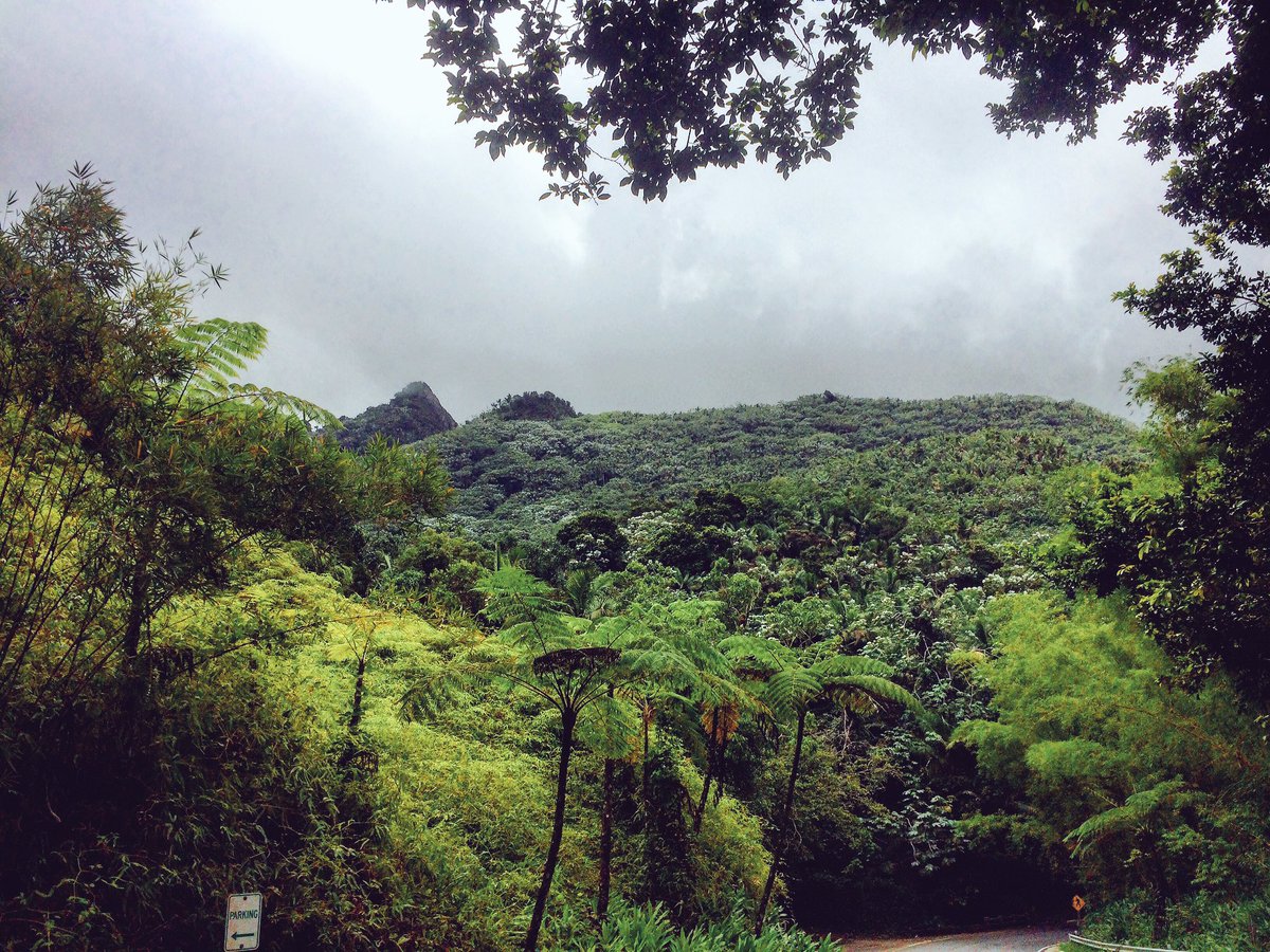chatere's tweet image. One of the most wonderful natural resources in Puerto Rico #ElYunque Rainforest #dayout #classresearch  #professor @ElYunqueNF