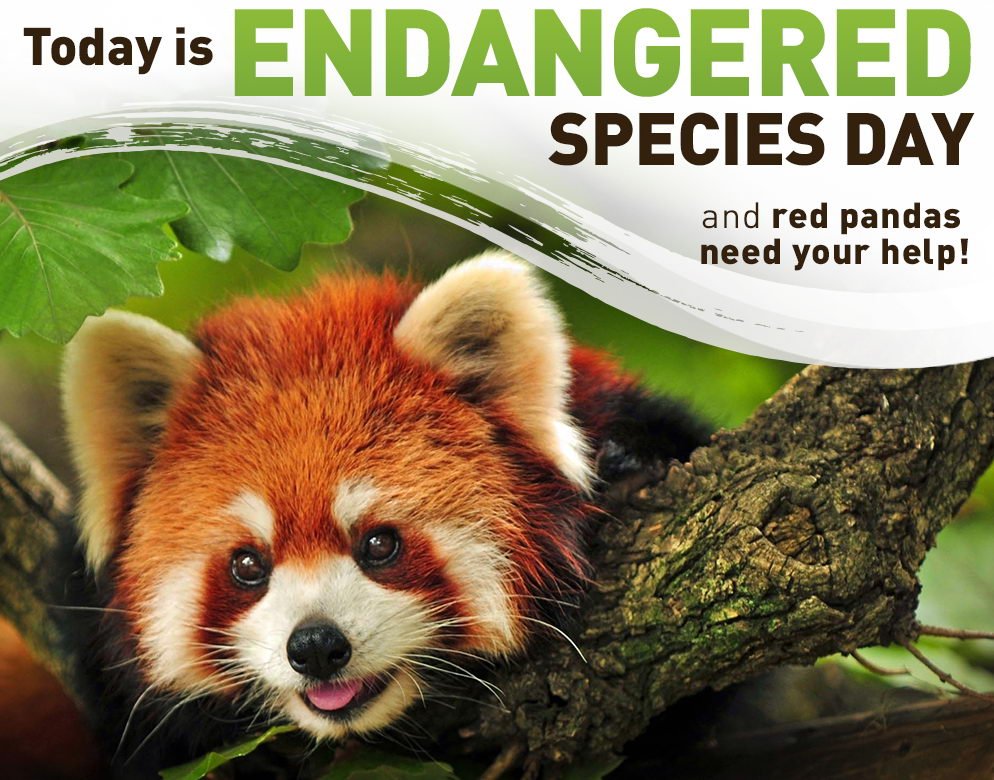 RedPandaNetwork's tweet photo. Donate to #redpanda #conservation today! https://t.co/Tus30UndTS https://t.co/krYiokkoY6