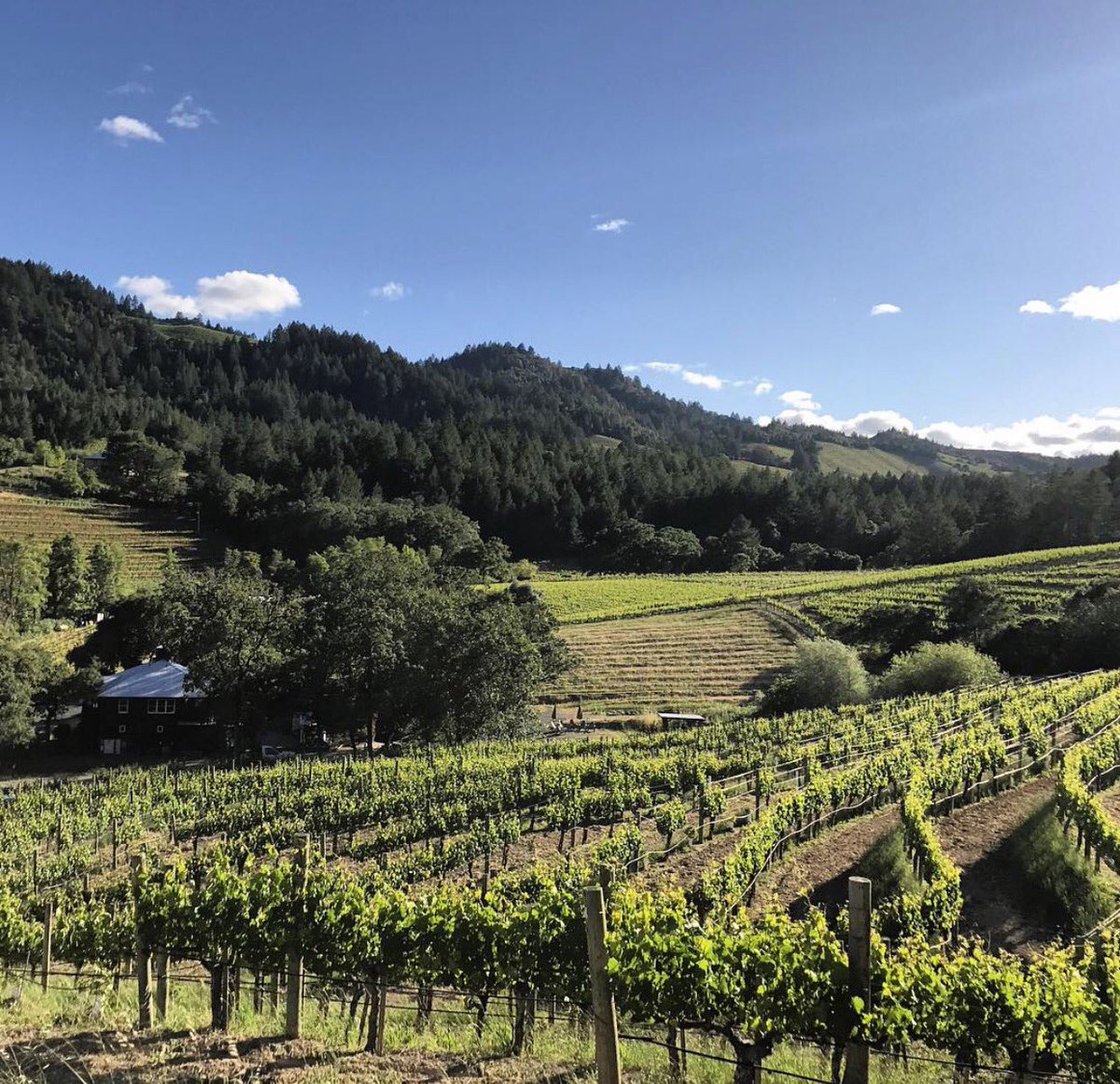 Happy Friday! Love this view looking down at Reverie through the vineyard.
#reverie #winery #wine #vineyard  #calistoga #winelovers