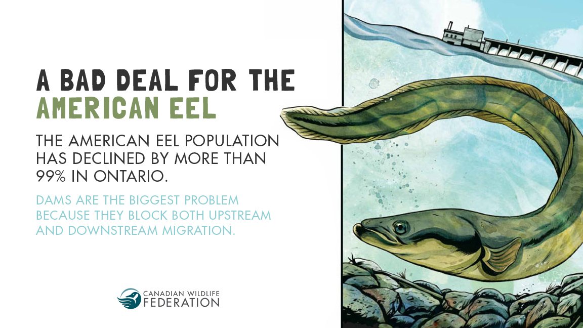 CWF_FCF's tweet photo. One of Canada's lesser-known endangered species: American Eel populations in Ontario have declined by 99% #HelpTheEels #EndangeredSpeciesDay https://t.co/Sc2tgzEDXQ