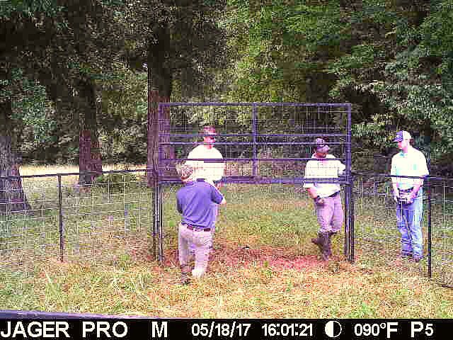 lifeonthehunt's tweet photo. Our wildlife biologists are happy to have summer interns helping with our wild hog control program. #UGA #westervelt #jagerpro https://t.co/wiifU80gKB