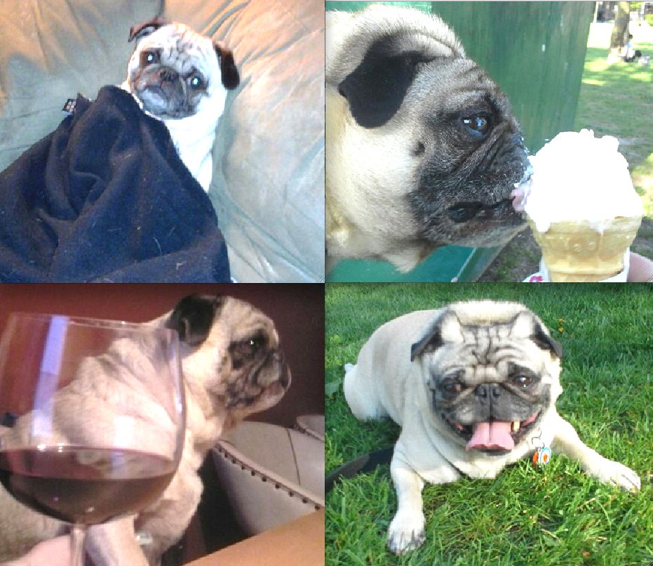 FishstickThePug's tweet photo. My plans for the #longweekend are napping, eating, drinking and catching rays. #MrRelaxation #LifeOfTheParty #pugs #puglife #dogs #May24 https://t.co/Y2xBa1iu22