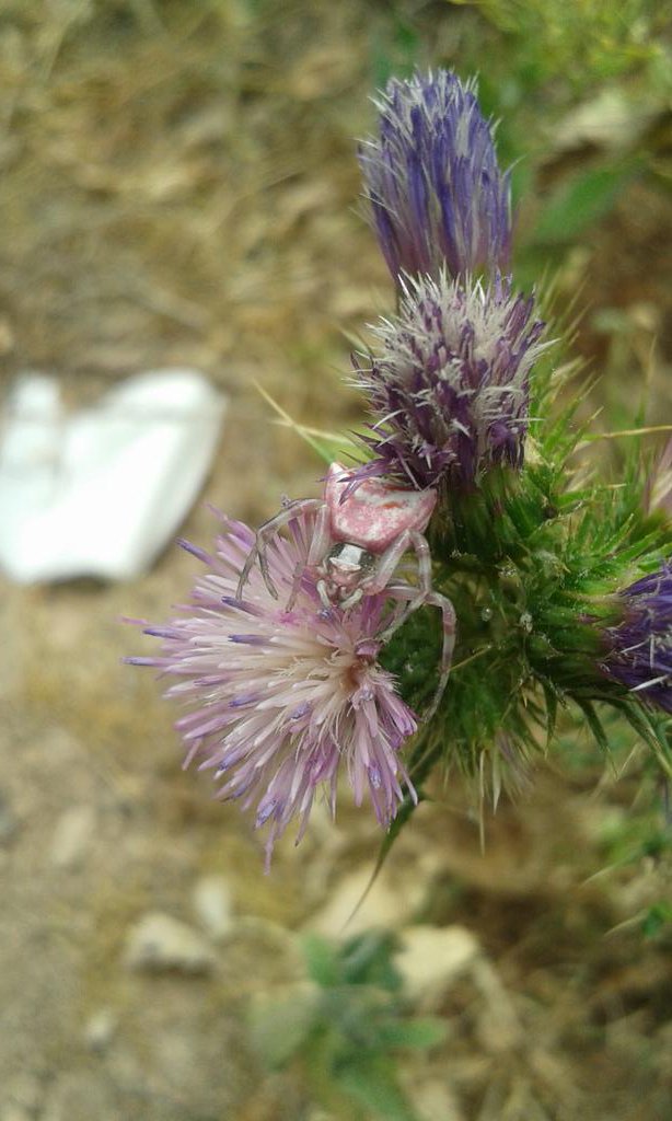 SEO_Aragon's tweet photo. Arañas rosas? Sí puedes verlas en la Reserva Ornitologica de El Planeron de @SEO_BirdLife son una pasada! !! https://t.co/38GpyidHQV