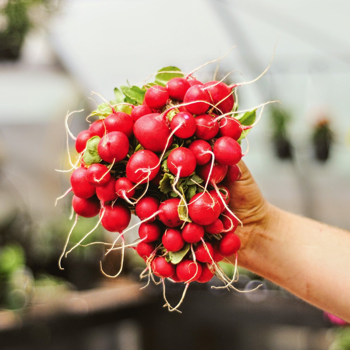 stleongardens's tweet photo. Ouuuu REAL Radishes are in!! Xoxoxo
#epicfood #radishing #eatlocal https://t.co/Cauv2N8spb