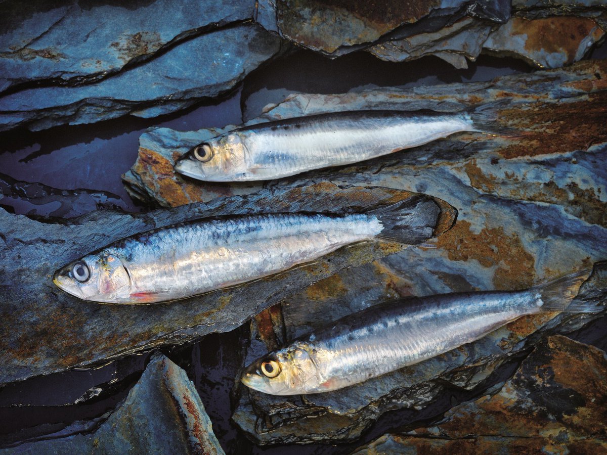GaleriaGoya's tweet photo. Las sardinas, el Pescado Azul por antonomasia, llega a nuestras pescaderías. Disfruta de su sabor y propiedades ahora que es su temporada. https://t.co/XQxhu8jAnJ