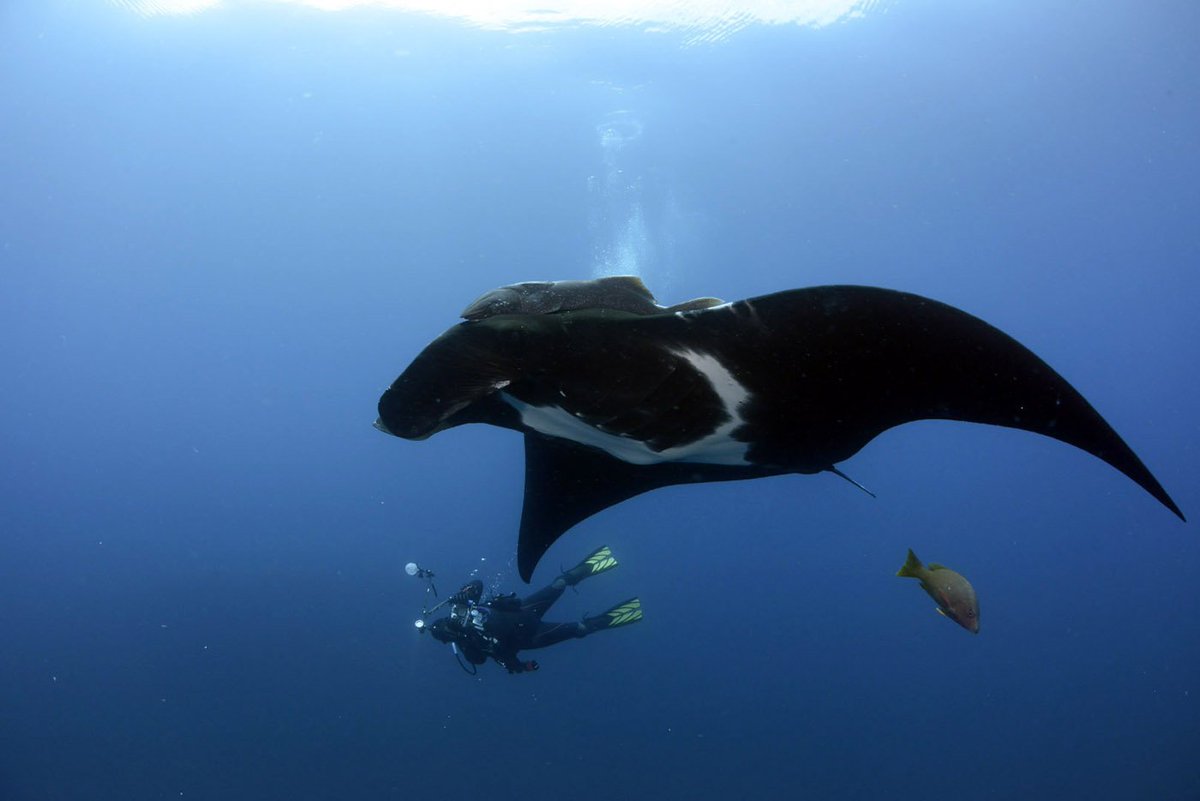 cocosislanddiving tweet media