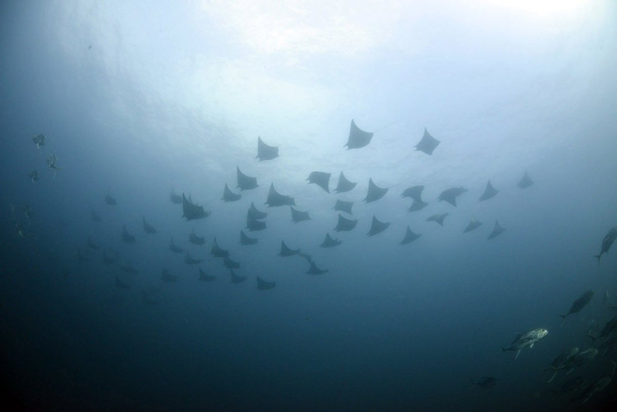 cocosislanddiving tweet media