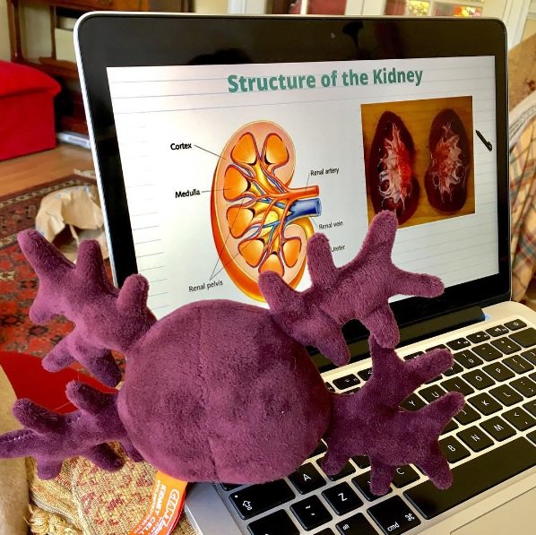 GIANTmicrobes's tweet photo. Kidney cell is a great study buddy! : @clemont_cough
#GIANTmicrobes #kidneycell #studybuddy https://t.co/lpyZQbXjZl