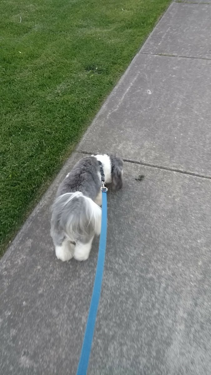 max_maloney's tweet photo. Hey @dog_rates how about Alice here? My neighbors dog who broke out of her yard and into my house (and my heart). https://t.co/1BdOFI11uf