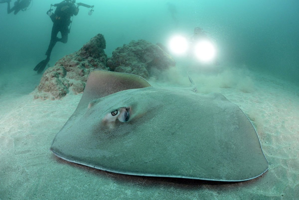 cocosislanddiving tweet media