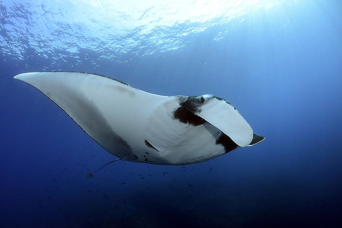 cocosislanddiving tweet media