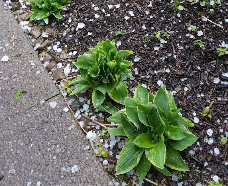 CCE Cornell Veg Prog tweet media