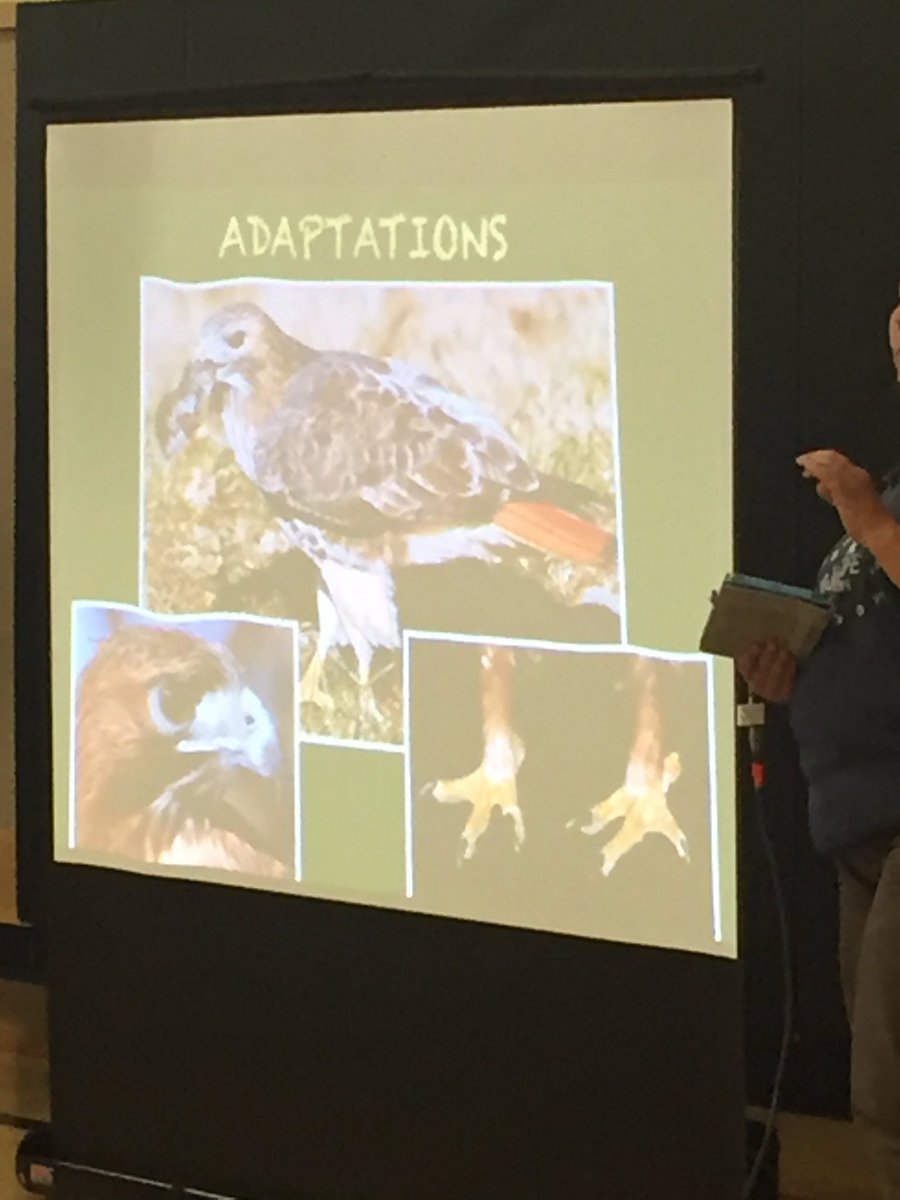 shesroom19's tweet image. @wildlifeassoc - thanks for visiting @SHESdragons! Ss always ❤️your program. #learnaboutanimals #KidsDeserveIt @sthusd