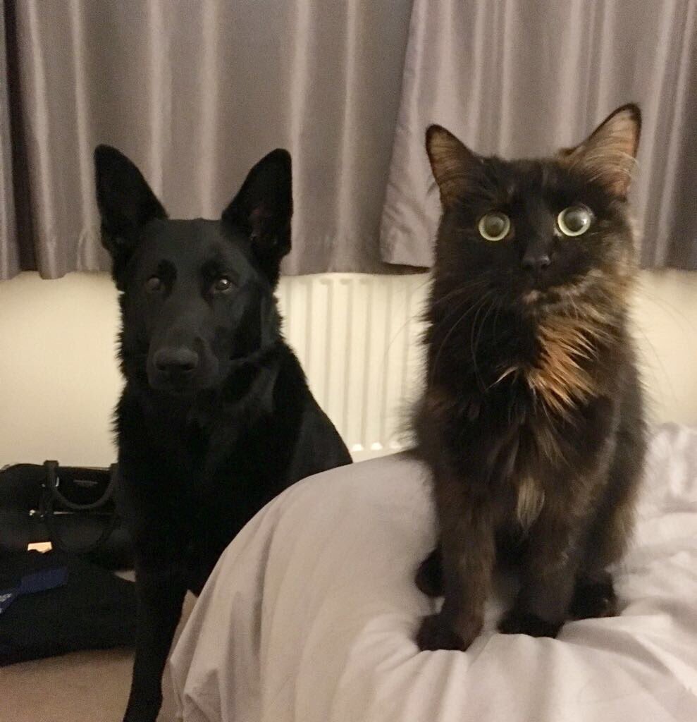 radarPDP's tweet photo. Radar update he is loving life &amp; has two best friends 🐾🐾 So good to see him.  It's very kind of his owners to still send updates 🐾🐾 https://t.co/V8mz4sHFmv
