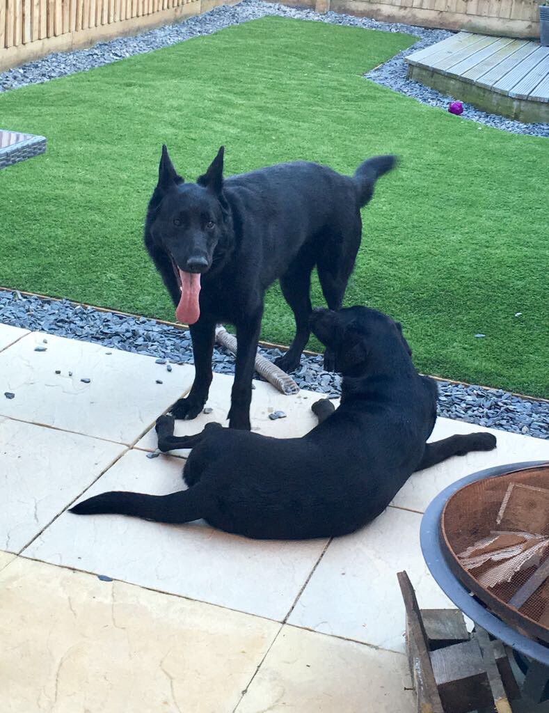 radarPDP's tweet photo. Radar update he is loving life &amp; has two best friends 🐾🐾 So good to see him.  It's very kind of his owners to still send updates 🐾🐾 https://t.co/V8mz4sHFmv