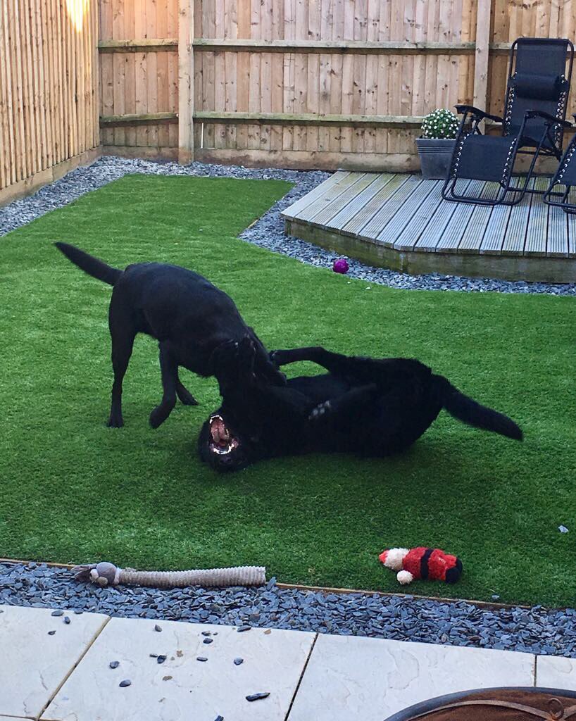 radarPDP's tweet photo. Radar update he is loving life &amp; has two best friends 🐾🐾 So good to see him.  It's very kind of his owners to still send updates 🐾🐾 https://t.co/V8mz4sHFmv
