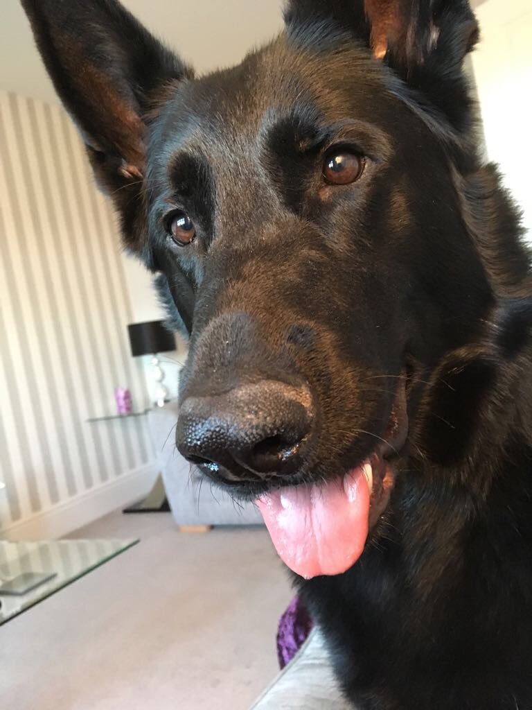 radarPDP's tweet photo. Radar update he is loving life &amp; has two best friends 🐾🐾 So good to see him.  It's very kind of his owners to still send updates 🐾🐾 https://t.co/V8mz4sHFmv