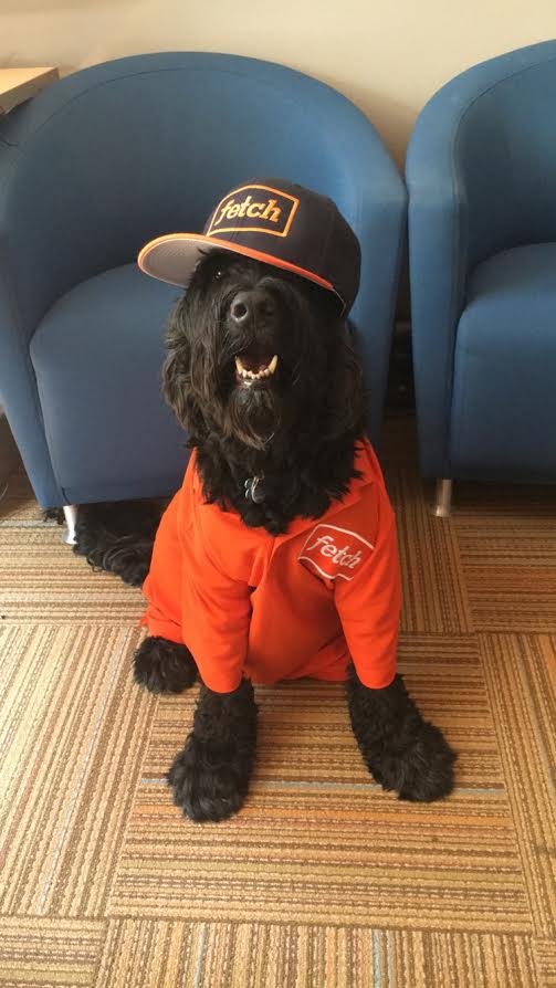 fetchstorage's tweet image. Newest member the Fetch Team! #dog #dogsoftwitter #friyay