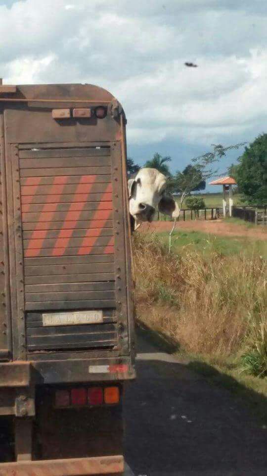 dasilva8356's tweet photo. boi da JBS olhando se a PF não esta seguindo https://t.co/mTyORrel0v