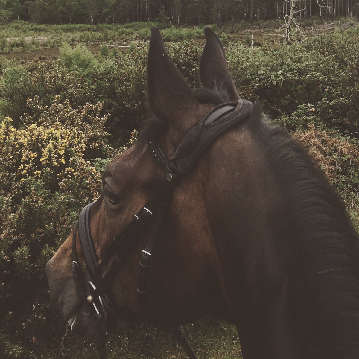 Tor Fenwick Dressage tweet media