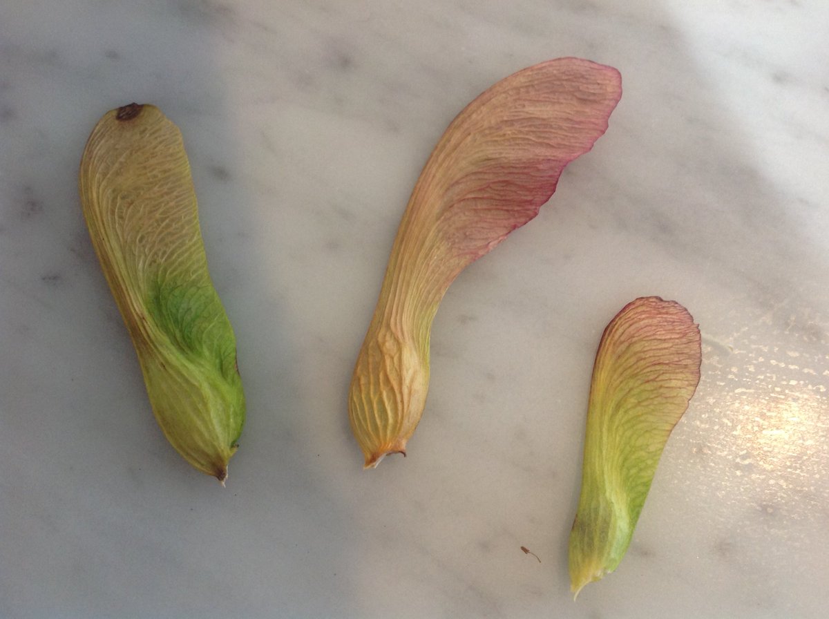 Innatefoods's tweet image. #faqs @innatefoods What is your logo? #mapleseeds because everything has #maplesyrup and we can be found everywhere.