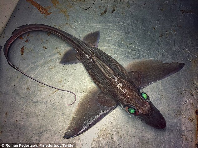 Strange_Animals's tweet photo. The bizarre chimaera or 'ghost shark'.

(Photo: @rfedortsov) https://t.co/7PqPlWC967