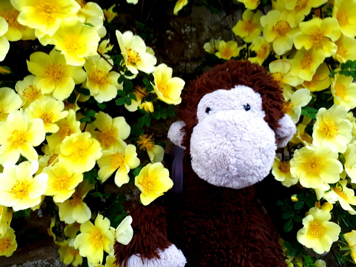 TheRealBrianSmi's tweet photo. A monkey with political ambitions. #votemalcolm @MalcolmAMonkey https://t.co/5TdkqF6vfT