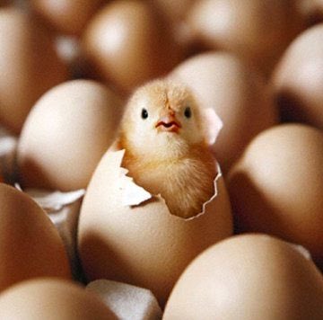St_MariesY1LO's tweet photo. #eggwatch https://t.co/g27KRaRoWl https://t.co/YFR4Qn5Jgs
