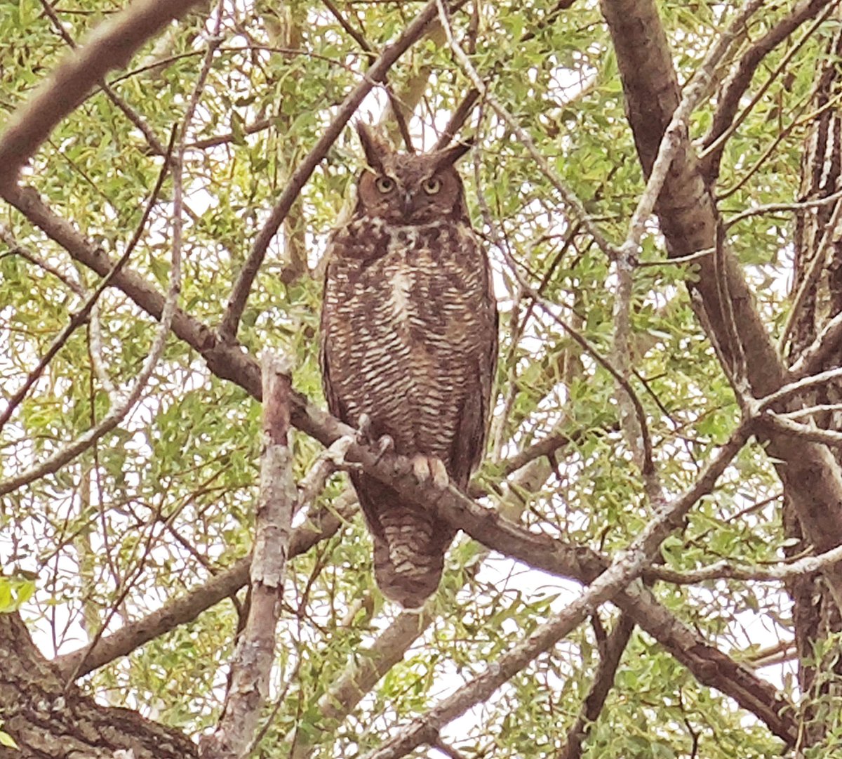 NCamdenWriter's tweet photo. Great Horned Owl spotted by an upset crow, who alerted me to this great find. @SchlitzAudubon https://t.co/hAPwJVkmzb