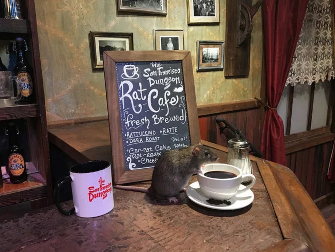 BuzzFeedNews's tweet image. This cafe will have rats crawl around while you sip your coffee for just $50 🐀 buzzfeed.com/stephaniemcnea…