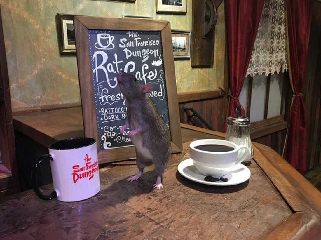 BuzzFeedNews's tweet image. This cafe will have rats crawl around while you sip your coffee for just $50 🐀 buzzfeed.com/stephaniemcnea…