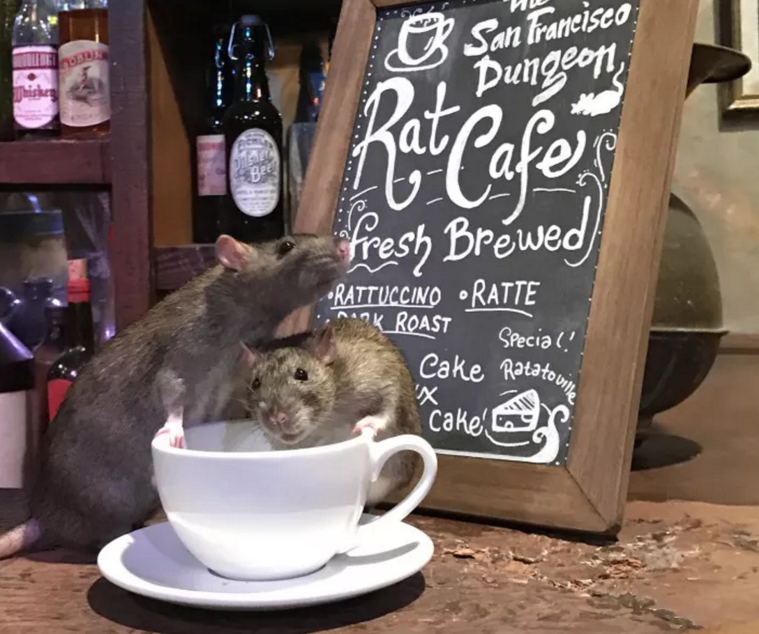 BuzzFeedNews's tweet image. This cafe will have rats crawl around while you sip your coffee for just $50 🐀 buzzfeed.com/stephaniemcnea…