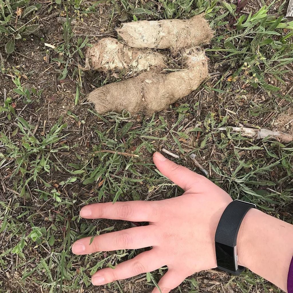 MotelPossible's tweet image. Sooo... What do you suppose left this in the yard? #scat #largehairyscat ift.tt/2rAzejP