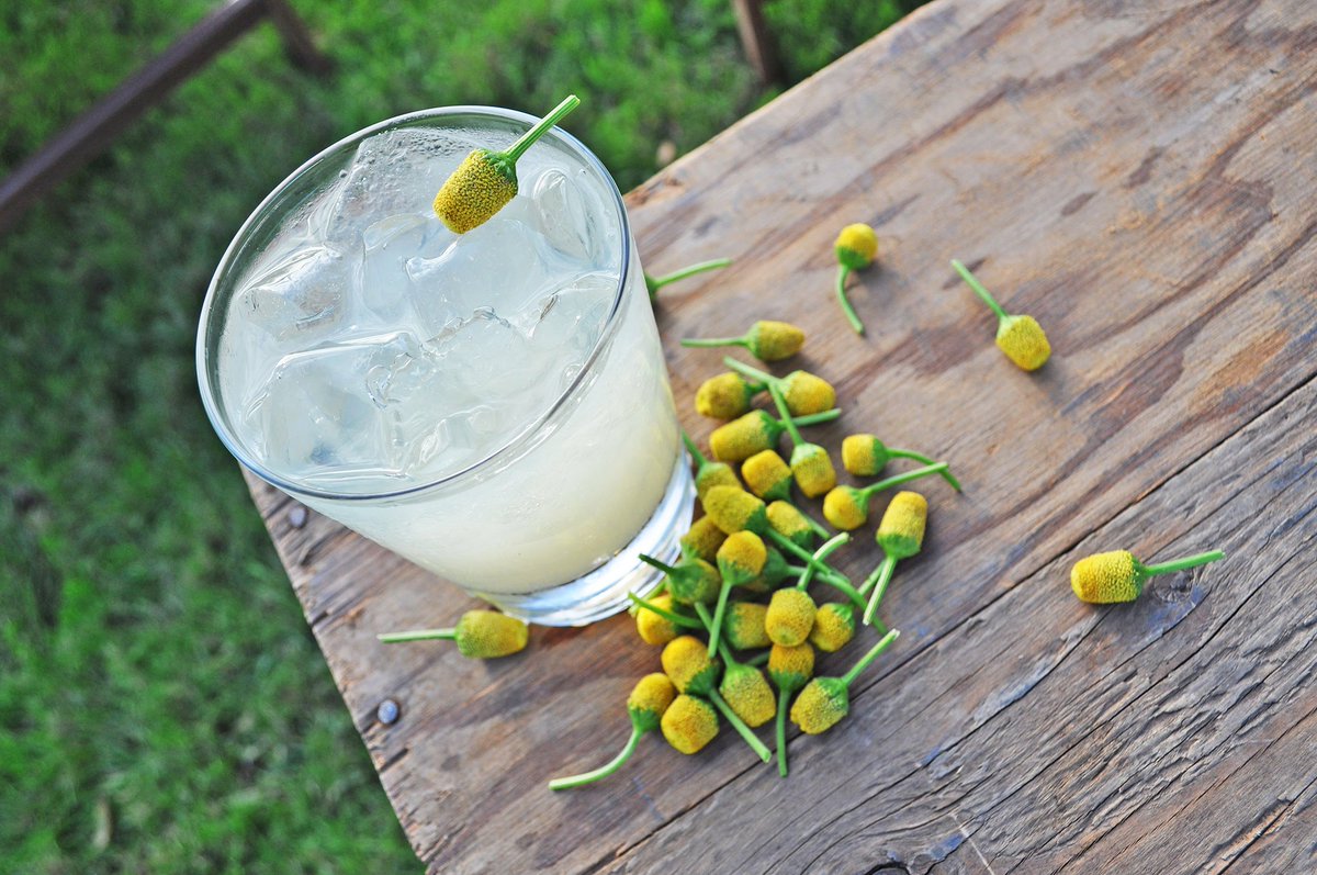 kmagyarics's tweet photo. #Szechuanbutton #cocktails leave your mouth tingling, @liquor: https://t.co/VEO58HKwFr #electricdaisy #buzzbutton #weirdcocktails https://t.co/tRPHk7f7Fu