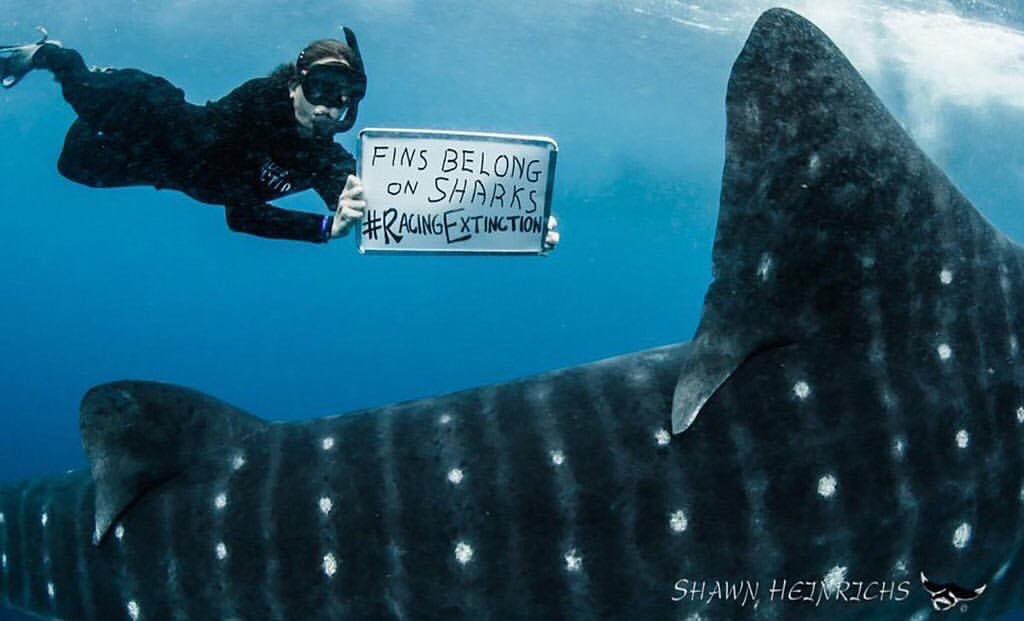 The #whaleshark was reclassified as #endangered due to declines in population. Fins belong on #sharks, not in soup! #EndangeredSpeciesDay