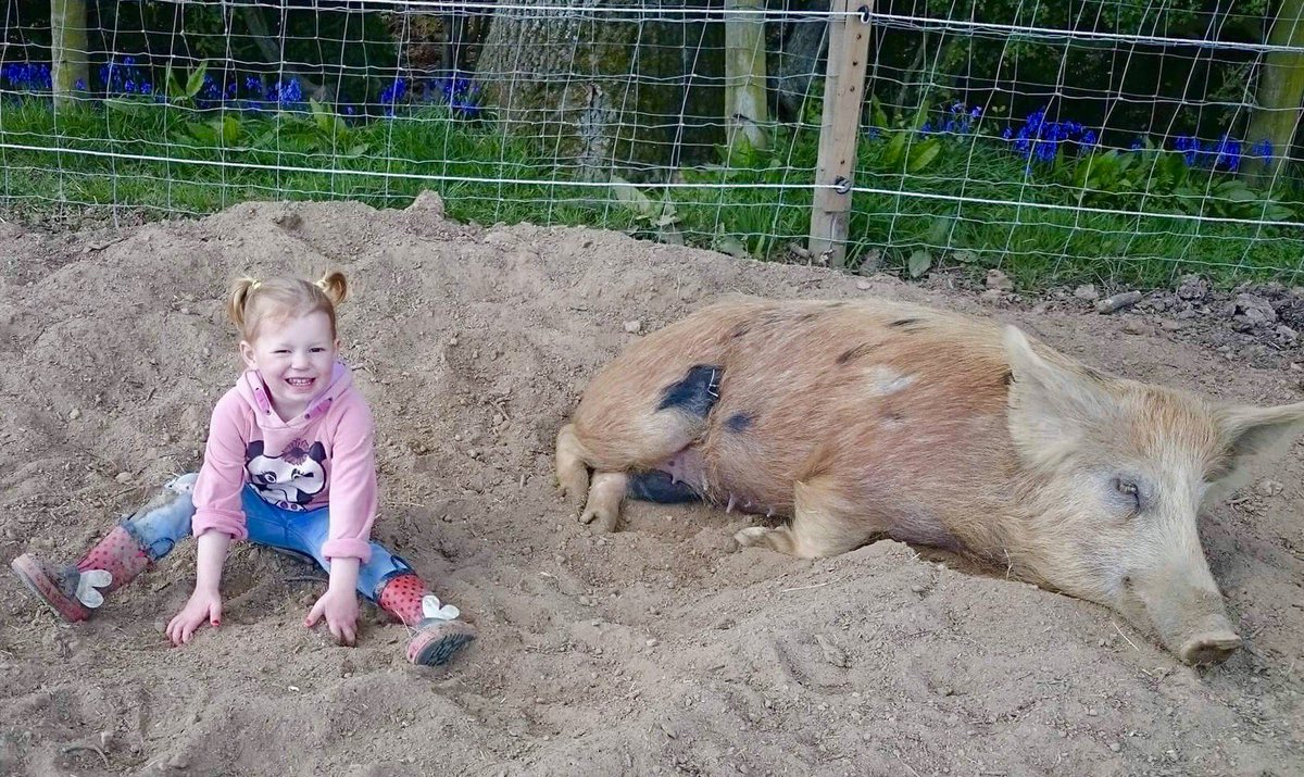 As happy as a pig in....mud! 😉 Have a wonderful weekend! #theretreatanimalrescue #friendsnotfood #happypiggie #family #rescue #muddyfunday