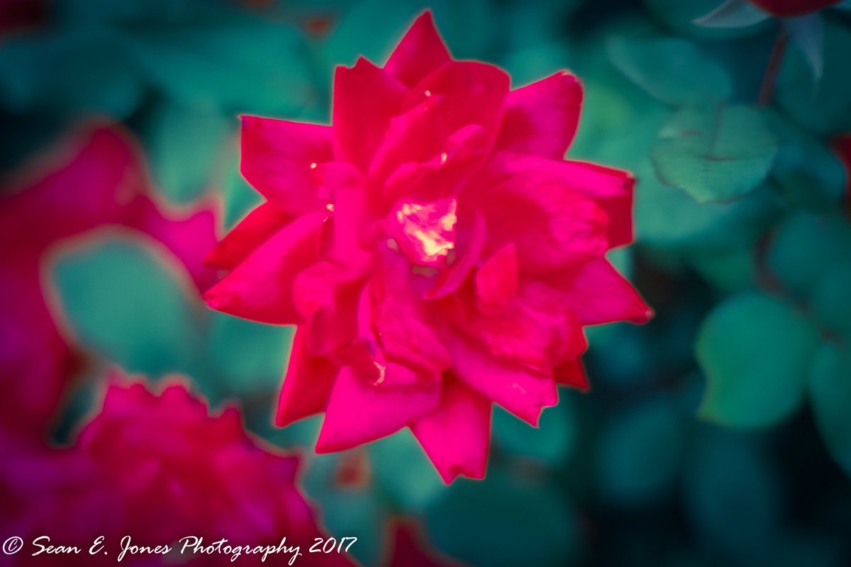 SEJPhotog's tweet photo. Blooming #Spring #Flowers #Macro #MacroPhotography #nature #Outdoors #Beautiful #Beauty #Pastels #WellFedCreative #Red #Blended #500pxrtg https://t.co/BjvT8K4Wnj