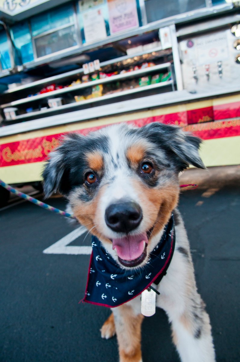 EatSeeHear's tweet photo. Enjoy our screening at Santa Monica High School tomorrow w/ your dog! Subscribe to our newsletter to learn more—https://t.co/B3fskyVEZO https://t.co/3P1GImuZer