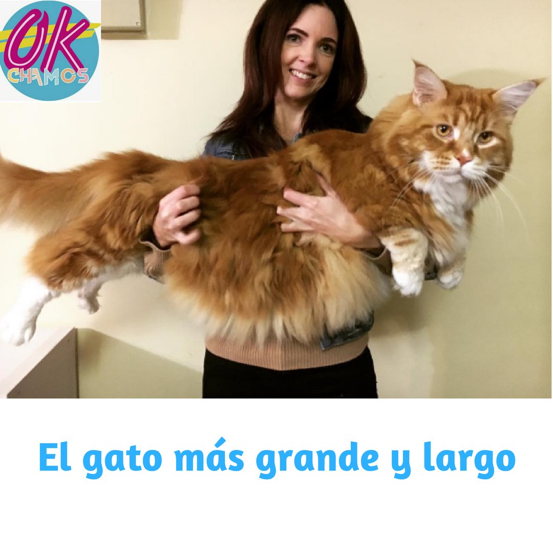 ok101chamos's tweet photo. Un Maine Coon australiano de tres años de edad que pesa 14 kilos y mide 120 cm de largo, quien supera al actual gato Récords Guiness. https://t.co/ToBE3FhSio