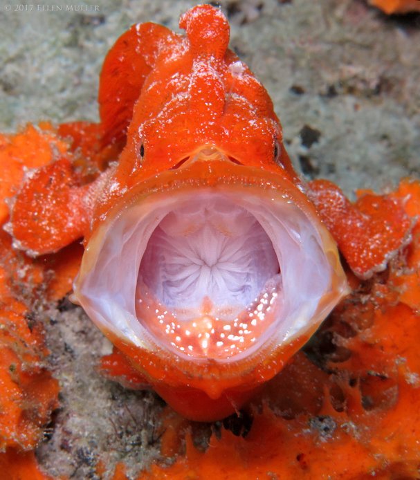 themoonlitreef's tweet photo. I am NOT a Cheeto Head!
#OrangeFrogfish #FrogfishYawn #CheetoHead 
#FrogfishBonaire https://t.co/9HIcjmkJCi
