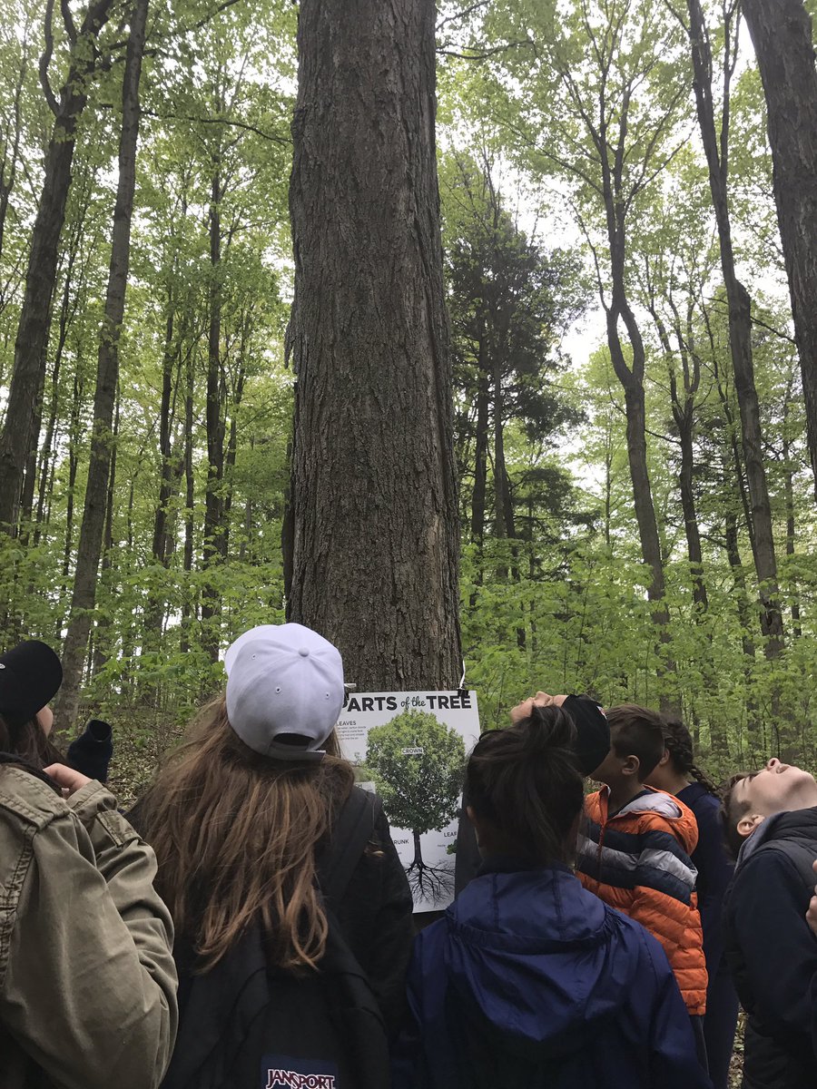 MrsAngelaChan's tweet photo. Parts of a Tree! @smy_nobleton  @ycdsb #yorkwaterfestival https://t.co/2dRQy1o8hO
